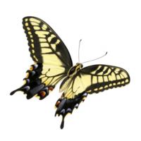A vibrant yellow and black butterfly with intricate patterns on its wings, showcasing nature beauty and elegance. butterfly delicate structure and vivid colors create striking visual png