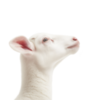 A close up of young lamb with serene expression, showcasing its soft white wool and pink ears against plain background. image highlights gentle and innocent nature of animal png
