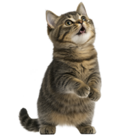 A cute tabby kitten stands on its hind legs with expression of curiosity and playfulness. fluffy fur and bright eyes add to its adorable appearance png