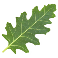 A vibrant green oak leaf with detailed veins and jagged edge, isolated on transparency background, showcasing nature intricate patterns png
