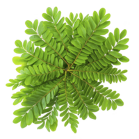 A vibrant green plant with symmetrical, oval leaves arranged in circular pattern, creating lush and fresh appearance. leaves are glossy and radiate from center png