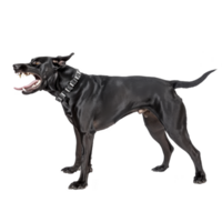 A fierce black dog with bared teeth and spiked collar stands alert, showcasing its muscular build and intense expression. dog stance and expression convey sense of aggression and strength png