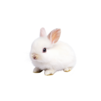 A fluffy white rabbit with pink ears sits adorably against plain background, showcasing its soft fur and gentle expression. rabbit small size and delicate features evoke sense of calm and innocence png