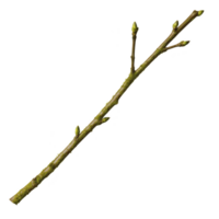 A slender tree branch with budding green leaves, symbolizing new growth and arrival of spring. branch is isolated on transparency background, highlighting its natural texture and vibrant buds png