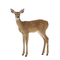 A graceful deer stands with calm expression, showcasing its delicate features and spotted coat. animal slender legs and alert ears highlight its natural elegance png