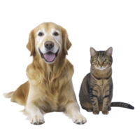 A friendly golden retriever and tabby cat sit side by side, showcasing harmonious relationship between pets. dog appears happy with its tongue out, while cat sits calmly png