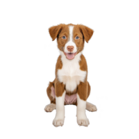 A happy brown and white puppy sits against transparency background, looking directly at camera with joyful expression. puppy ears are perked up, and its tongue is slightly out png