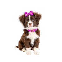A cute brown and white puppy with pink bow and matching collar sits adorably, showcasing its fluffy fur and playful demeanor. puppy expressive eyes add to its charm png