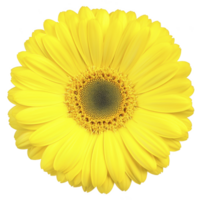 A vibrant yellow gerbera daisy in full bloom, showcasing its bright petals and intricate center, evokes sense of joy and freshness. Perfect for floral arrangements or garden decor png