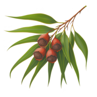 A vibrant illustration of eucalyptus leaves and seed pods showcases natural beauty and intricate details of this plant. green leaves contrast with reddish brown seed pods, creating striking visual png
