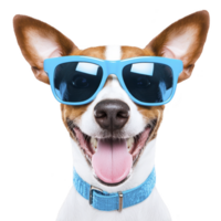 A happy dog wearing blue sunglasses and matching collar, showcasing playful and cheerful expression. dog ears are perked up, adding to its lively appearance png