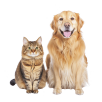 A fluffy tabby cat and cheerful golden retriever sit side by side, showcasing their friendly companionship. cat striped fur contrasts with dog golden coat, creating heartwarming scene png