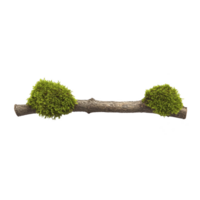A small tree branch with vibrant green moss growing on both ends, isolated on transparency background, showcasing nature simplicity and beauty png