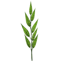 A single green leaf branch with multiple pointed leaves arranged symmetrically, showcasing vibrant and fresh appearance. leaves have glossy texture and visible veins png