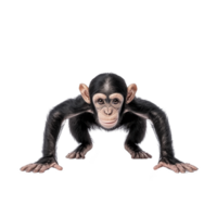 A playful chimpanzee crouches with curious expression, showcasing its agile limbs and expressive face. detailed fur texture highlights its natural beauty png