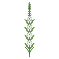 A vertical illustration of stylized green plant with white flowers arranged in linear pattern, showcasing simple and elegant design. plant features elongated leaves and symmetrical structure png