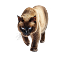 A Siamese cat with striking blue eyes walks forward, its sleek fur glowing under light. cat focused gaze and confident stride convey sense of elegance and poise png