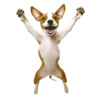 A joyful dog with brown and white fur is jumping with its front paws raised, expressing excitement and playfulness. dog ears are perked up, and it has happy expression png