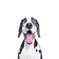 A happy Great Dane with black and white coat looks directly at camera with its tongue out, expressing joy and excitement. background is plain, emphasizing dog playful expression png