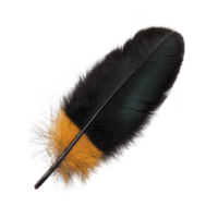 A single, vibrant feather with striking combination of black, orange, and white colors, showcasing intricate details and soft textures png