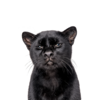 A black panther with serious expression is shown against plain background, highlighting its sleek fur and piercing eyes. image captures majestic and mysterious aura of animal png
