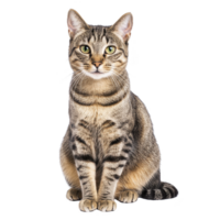 A tabby cat with striking green eyes sits attentively, showcasing its beautiful striped fur pattern. cat posture is upright and alert, exuding sense of curiosity and intelligence png