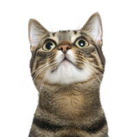 A curious tabby cat with striking green eyes gazes upward against plain background, showcasing its expressive face and distinctive striped fur pattern png