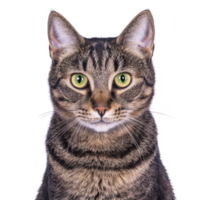 A close up of tabby cat with striking green eyes, showcasing its detailed fur pattern and attentive expression. cat ears are perked up, adding to its alert demeanor png