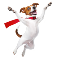 A joyful dog with red collar leaps into air, showcasing its playful and energetic nature against transparency background png