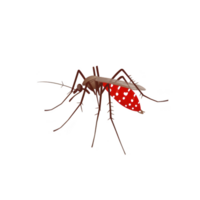 A detailed illustration of mosquito with red abdomen and transparent wings, showcasing its long legs and antennae. image highlights insect intricate features png