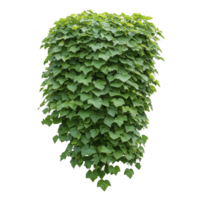 A lush, green bush with dense foliage and heart shaped leaves, isolated on transparency background, creating vibrant and natural appearance png
