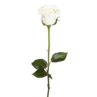 A single elegant white rose with long green stem and lush leaves, symbolizing purity and grace, isolated on transparency background png