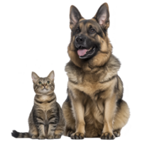 A German Shepherd dog and tabby cat sit side by side, showcasing harmonious relationship. dog appears alert and protective, while cat looks curious and calm png