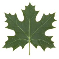 A single green maple leaf with distinct shape and visible veins, isolated on transparency background. leaf texture and natural details are clearly visible png