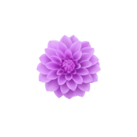 vibrant purple dahlia flower with layered petals is centered against plain transparency background, showcasing its intricate and symmetrical design png