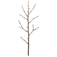A single bare tree branch with multiple offshoots, showcasing natural, minimalist design. branch is devoid of leaves, highlighting its intricate structure and texture png