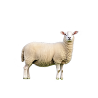fluffy sheep stands on transparency background, showcasing its thick wool and gentle expression. animal ears are perked up, adding to its attentive demeanor png