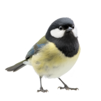 vibrant great tit bird with striking black, white, and yellow plumage stands alertly, showcasing its distinctive markings and curious expression. bird small size and colorful feathers make it png