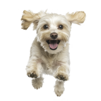 small, fluffy dog joyfully leaps forward with ears flapping and tongue out, showcasing its playful and energetic nature against transparency background png