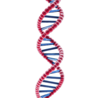 3D illustration of DNA double helix structure with red and blue strands, representing genetic information and molecular biology. image highlights intricate design of DNA png
