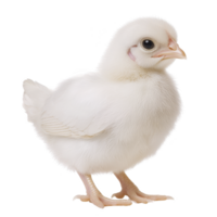fluffy white chick stands with its small beak and bright eyes, showcasing its soft feathers and tiny feet. chick curious expression adds touch of innocence to its appearance png
