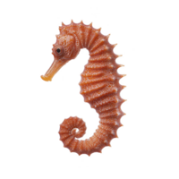 vibrant orange seahorse with intricate textures and curled tail is isolated on transparency background, showcasing its unique shape and delicate features png