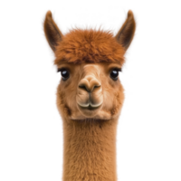 This is image of cute alpaca with fluffy brown coat and expressive eyes, looking directly camera against transparency background. alpaca soft fur and gentle expression create charming and friendly png
