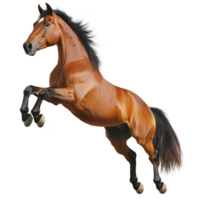 majestic brown horse rears up with strength and grace, showcasing its powerful muscles and flowing mane. dynamic pose captures horse energy and vitality against clear background png