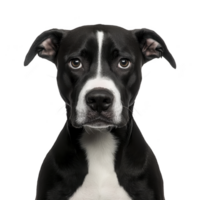 A black and white dog with expressive eyes stares directly at camera against plain background, showcasing its alert and curious nature png