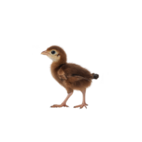 fluffy brown chick stands on transparency background, showcasing its delicate features and tiny legs. chick soft feathers and curious expression evoke sense of innocence and new beginnings png
