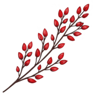 branch with vibrant red berries and dark brown stems, creating striking contrast. berries are small and glossy, giving festive and natural appearance png