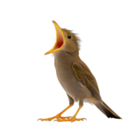 small bird with its beak open wide, appearing to sing or call out, stands on plain background. bird feathers are fluffy, and its posture is upright, conveying sense of energy and liveliness png