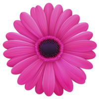 vibrant pink gerbera daisy with detailed petals and dark center, isolated on transparency background, showcasing its natural beauty and intricate design png