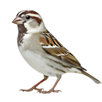 small sparrow with brown and white plumage stands gracefully, showcasing intricate feather patterns and curious expression. Its delicate features and earthy tones blend harmoniously png